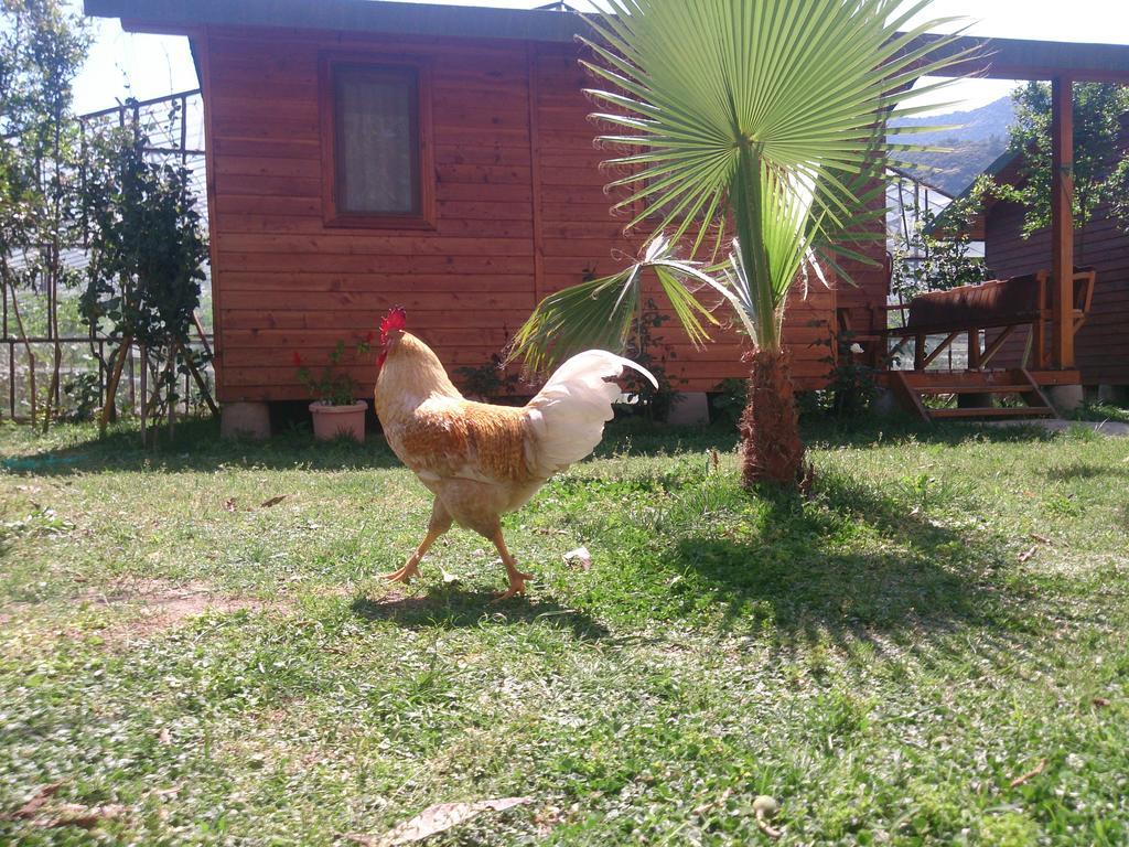 Sera Pansiyon Cirali Bagian luar foto