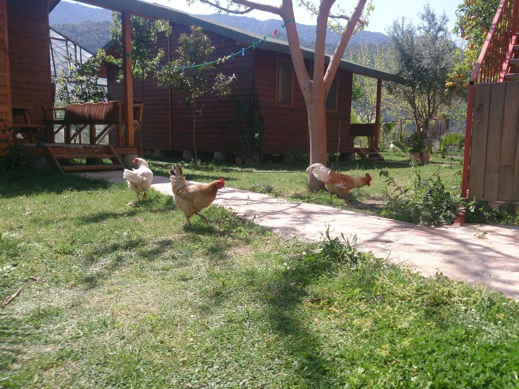 Sera Pansiyon Cirali Bagian luar foto